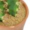 Hello Honey® 18" Cereus Cactus in Terra Cotta Colored Pot